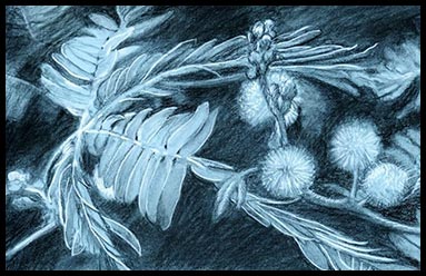 Beautiful drawing of a flower symbolic for the next project for Sunmoonstars Film Studio.